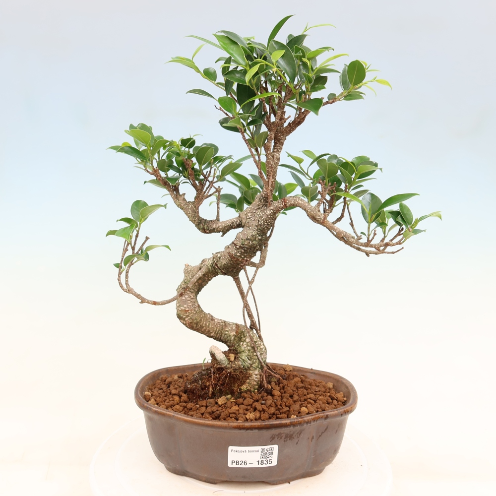 Kamerbonsai - Ficus retusa - kleinbladige ficus