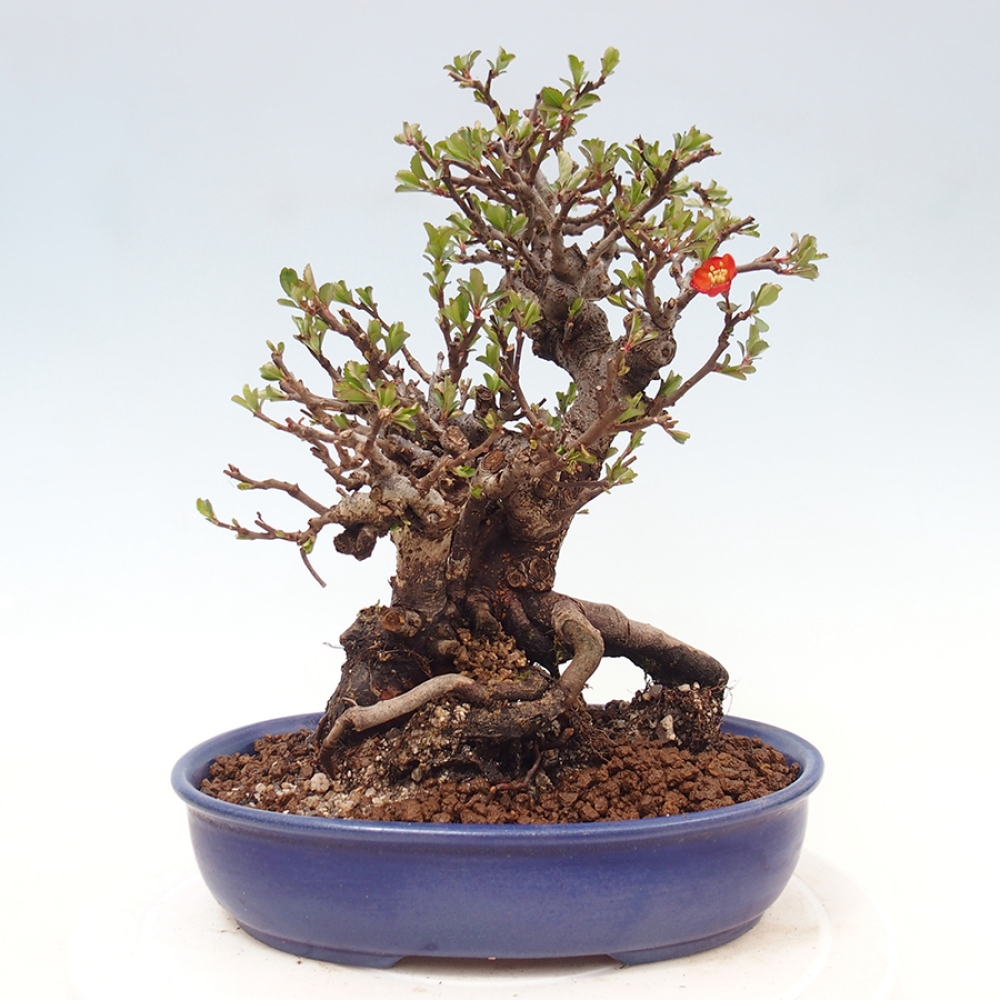 Bonsai voor buiten - Chaneomeles speciosa - Kweepeer