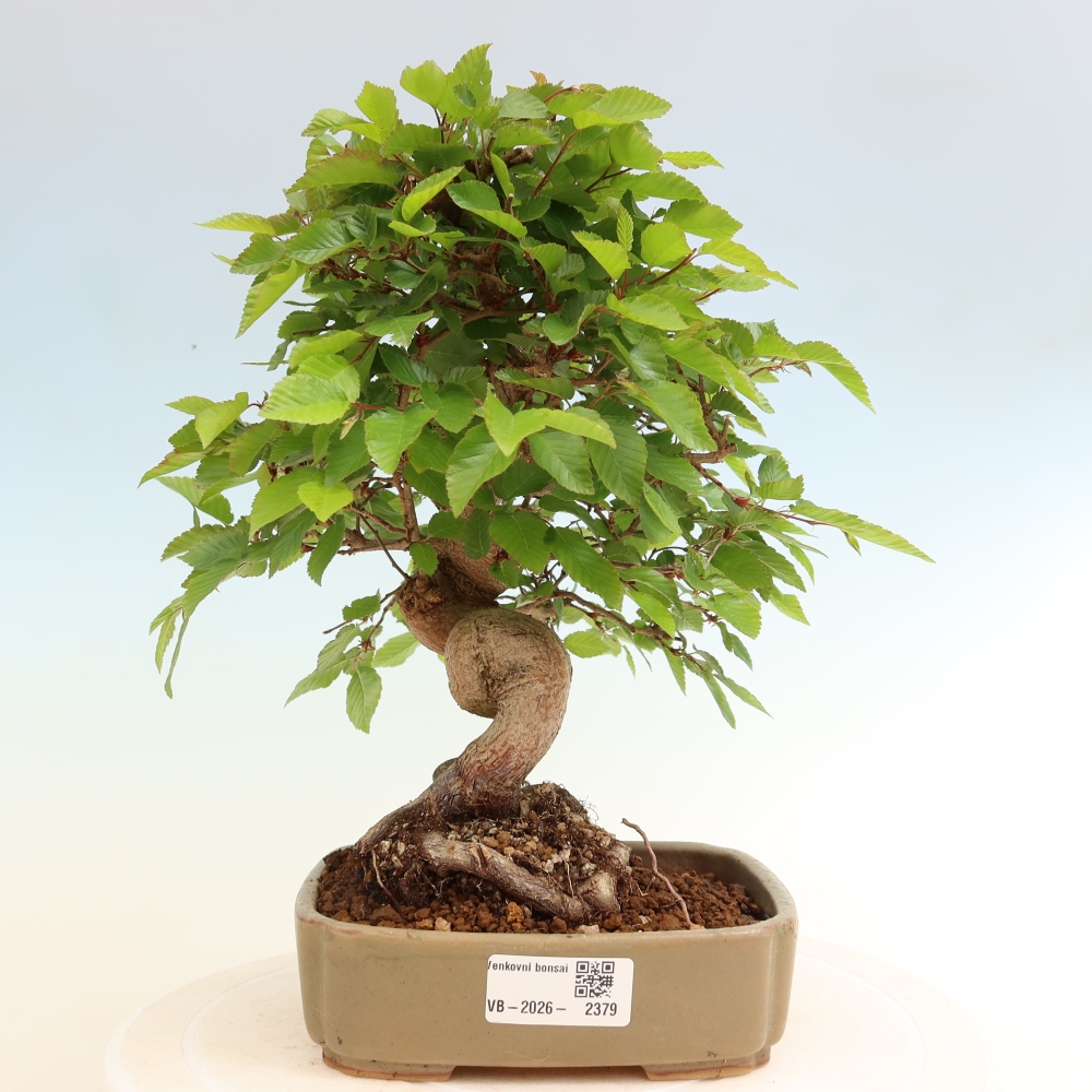 Bonsai voor buiten -Carpinus Coreana - Koreaanse haagbeuk