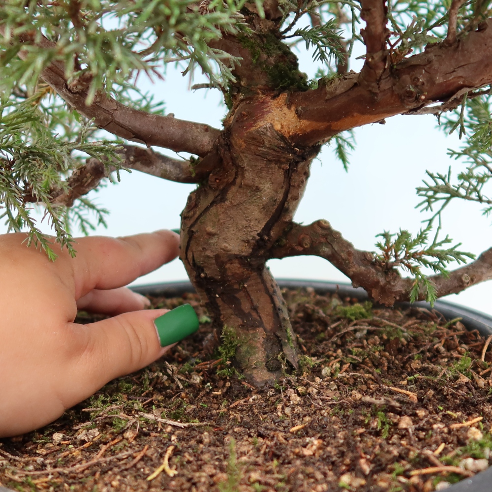 Bonsai voor buiten - Juniperus chinensis Itoigawa-Juniperus chinensis