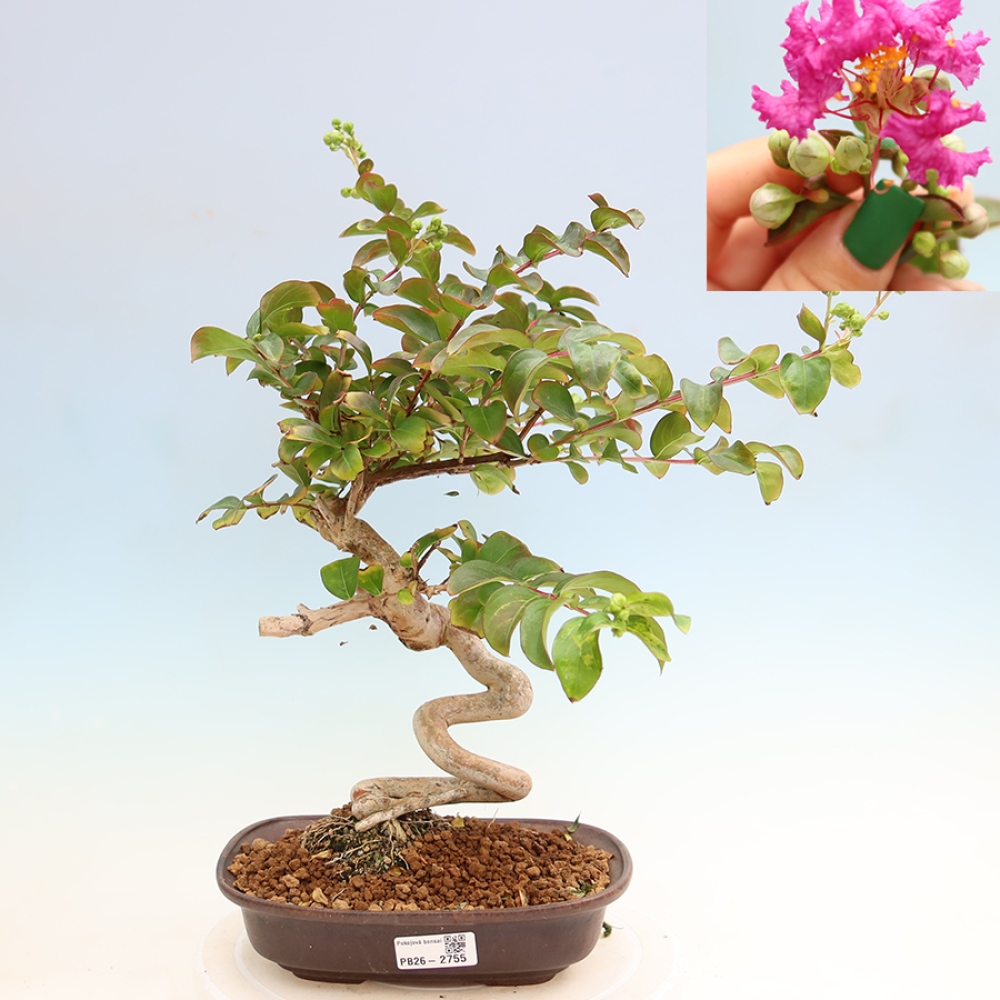 Kamerbonsai - Lagerstroemia indica - Indische seringenboom