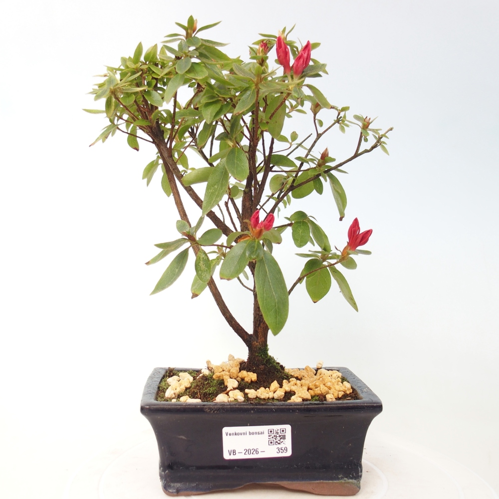 Bonsai voor buiten - Japanse azalea - Azalea sp.