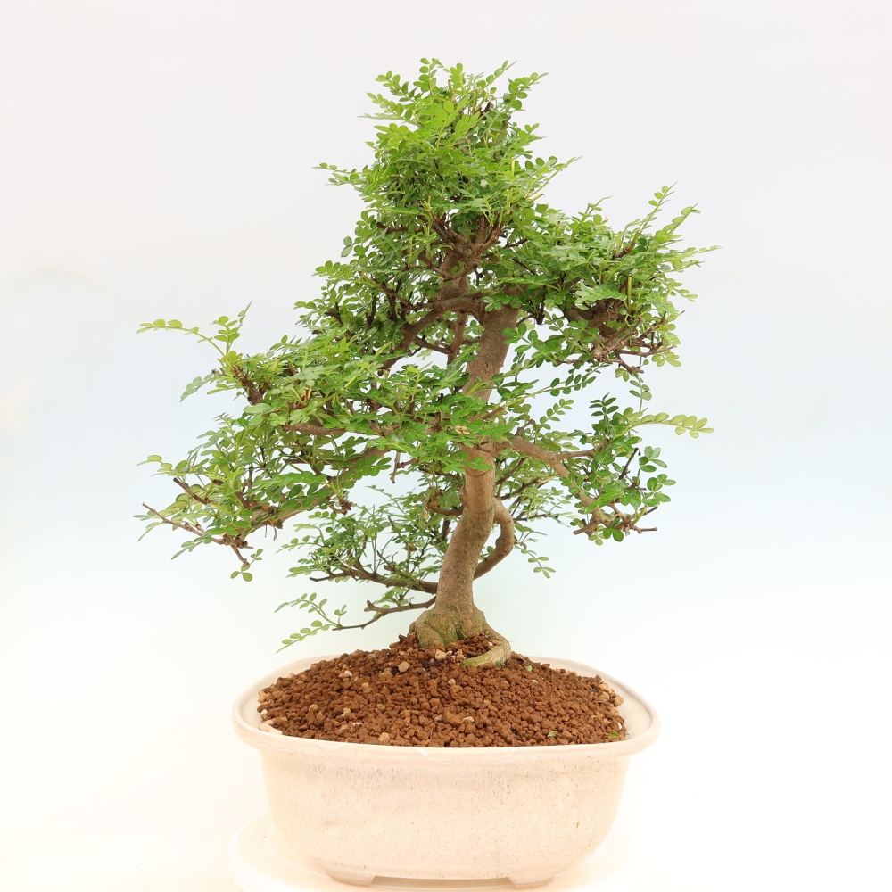 Kamerbonsai - Zantoxylum piperitum - peperboom
