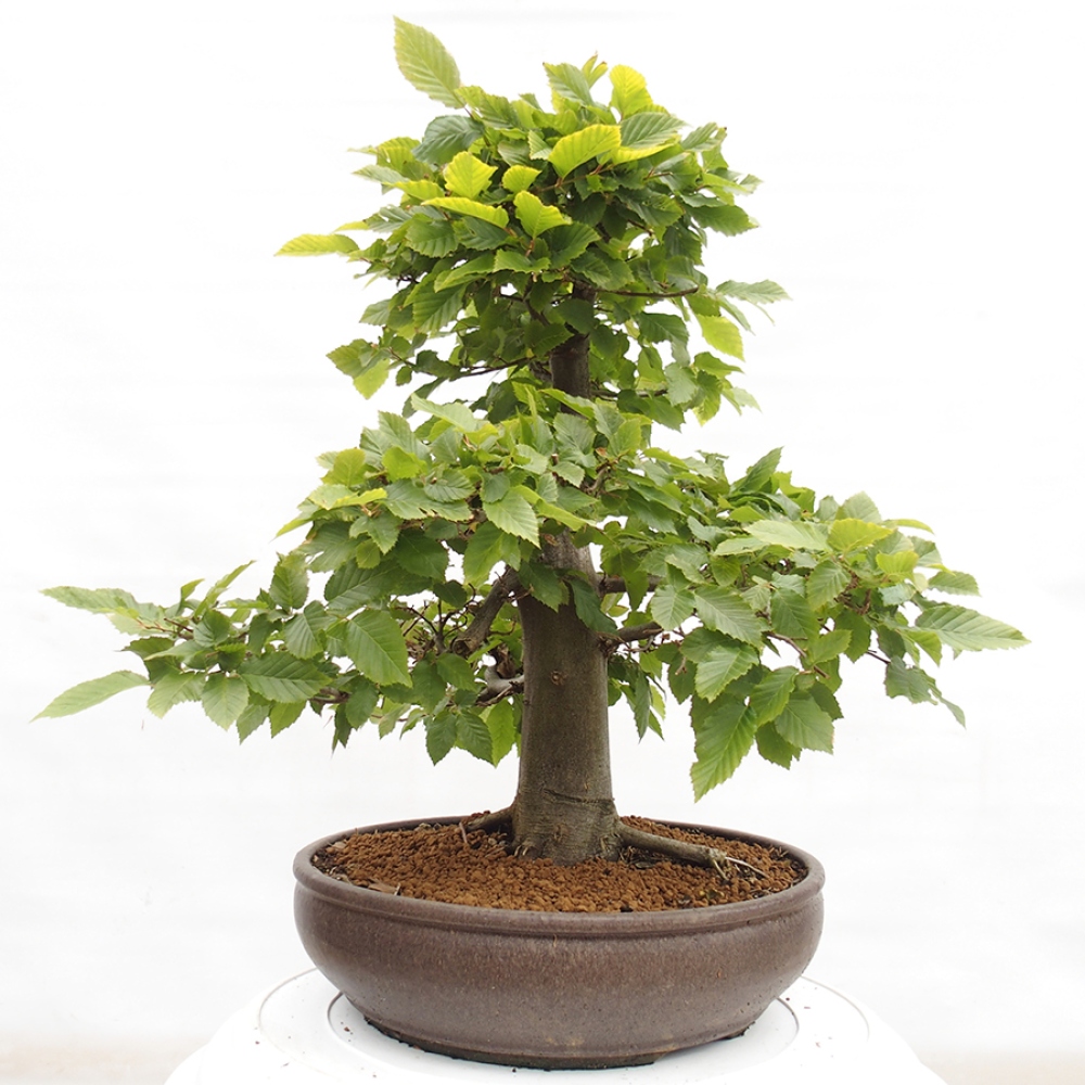 Bonsai voor buiten - Haagbeuk - Carpinus betulus
