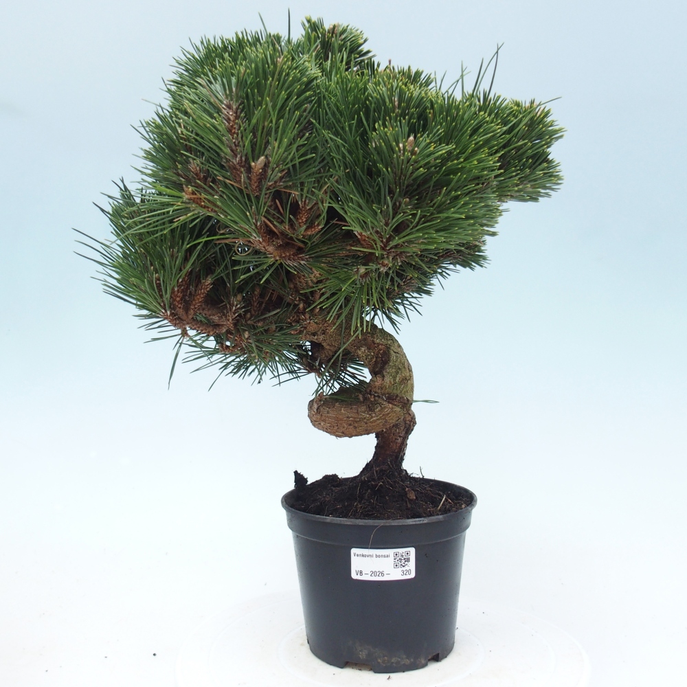 Bonsai voor buiten - Pinus thunbergii senjyumaru - Thunberg den