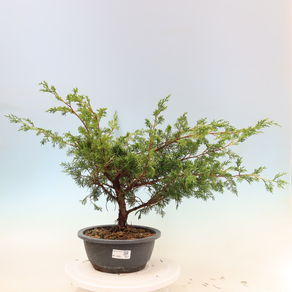 Bonsai voor buiten - Juniperus chinensis Itoigawa