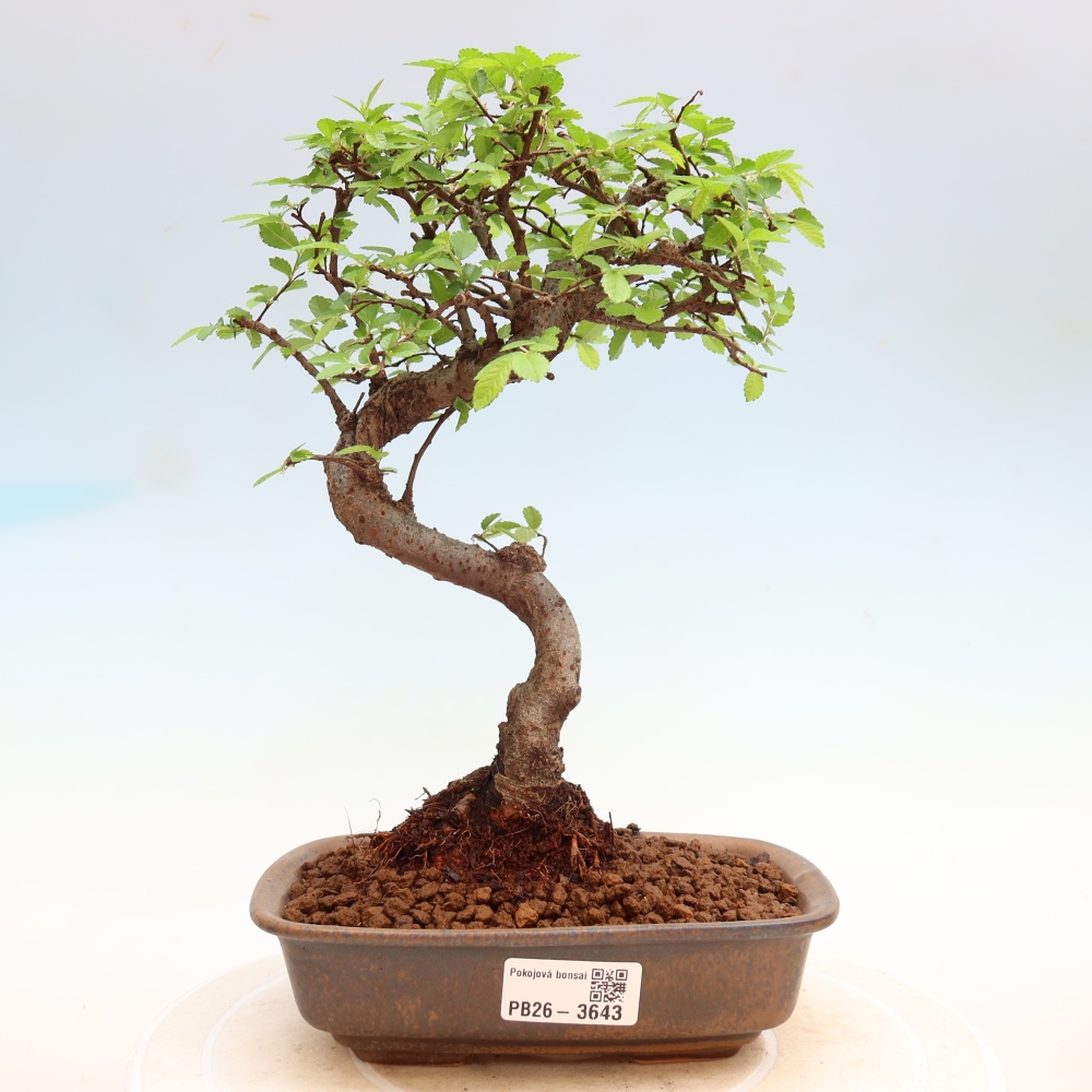 Kamerbonsai - Ulmus parvifolia - Winteriep