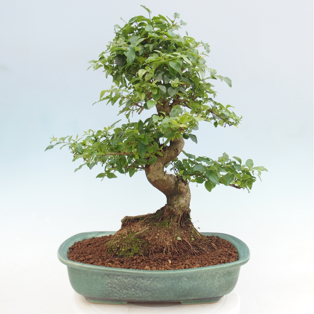 Kamerbonsai -Ligustrum chinensis - Vogelsnavel