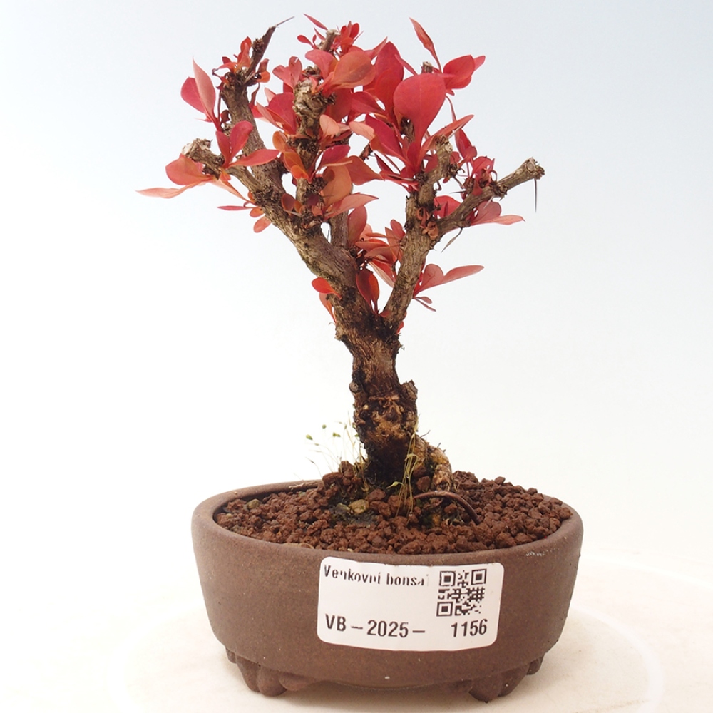 Bonsai voor buiten - Berberis thunbergii Kobold