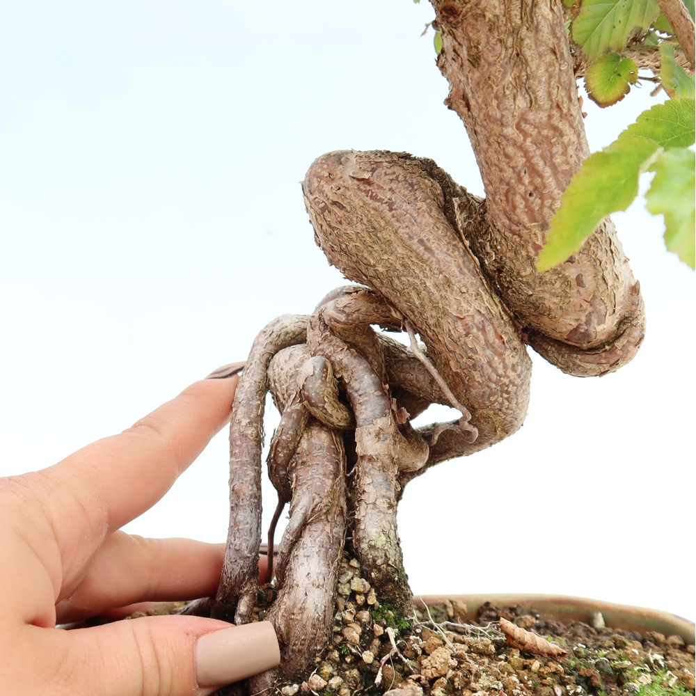Bonsai voor buiten -Carpinus CARPINOIDES - Koreaanse haagbeuk