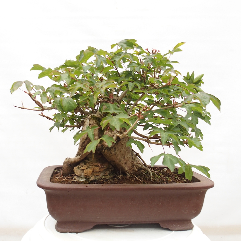 Bonsai voor buiten -Javor babyka - Acer campestre