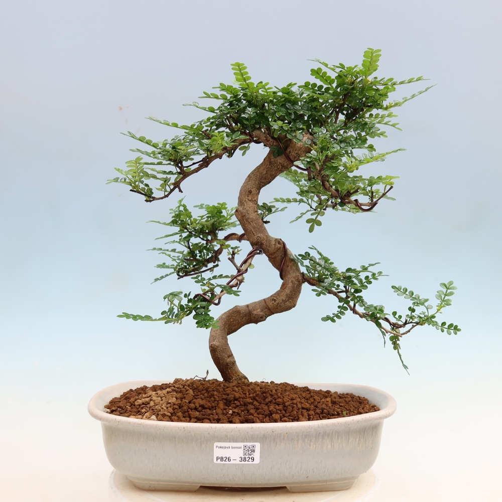 Kamerbonsai - Zantoxylum piperitum - peperboom