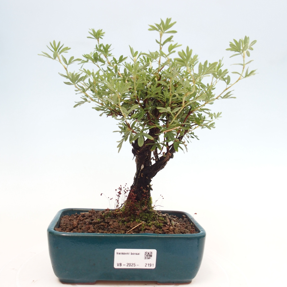 Bonsai voor buiten - Potentila fruticosa gele vogel