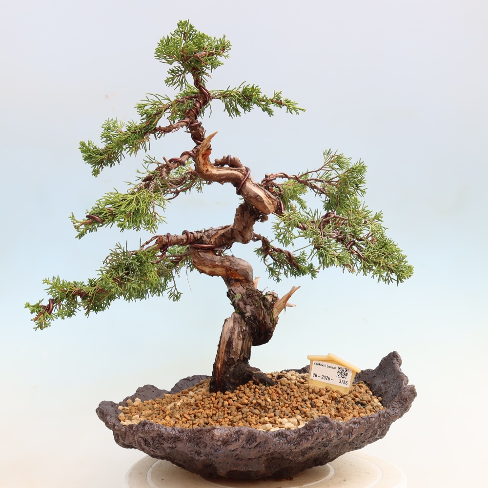 Bonsai voor buiten - Juniperus chinensis Itoigawa-Juniperus chinensis