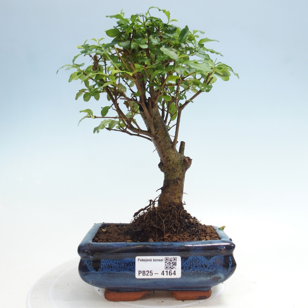 Kamerbonsai -Ligustrum chinensis - Vogelsnavel