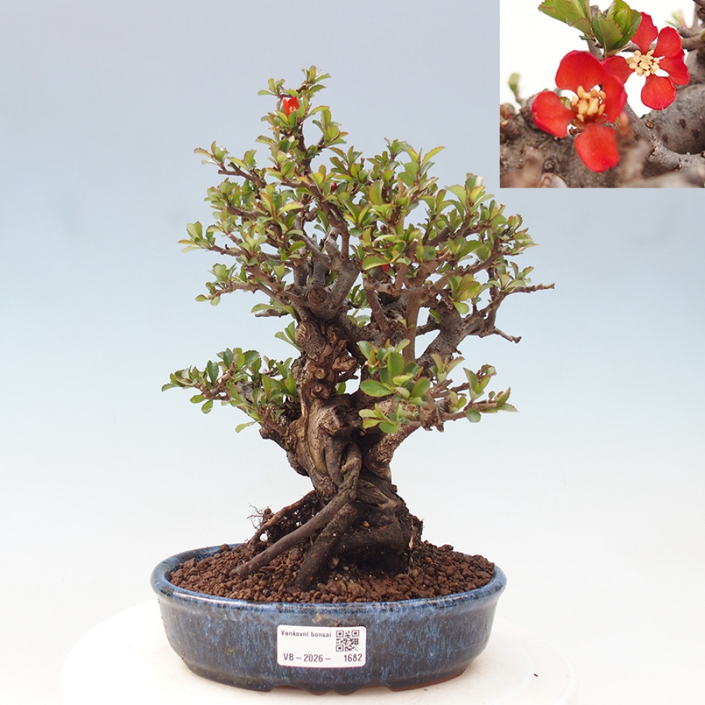 Bonsai voor buiten - Chaneomeles speciosa - Kweepeer