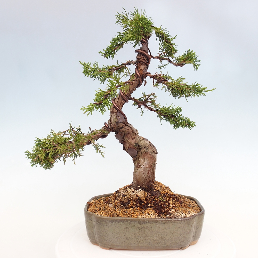 Bonsai voor buiten - Juniperus chinensis Itoigawa