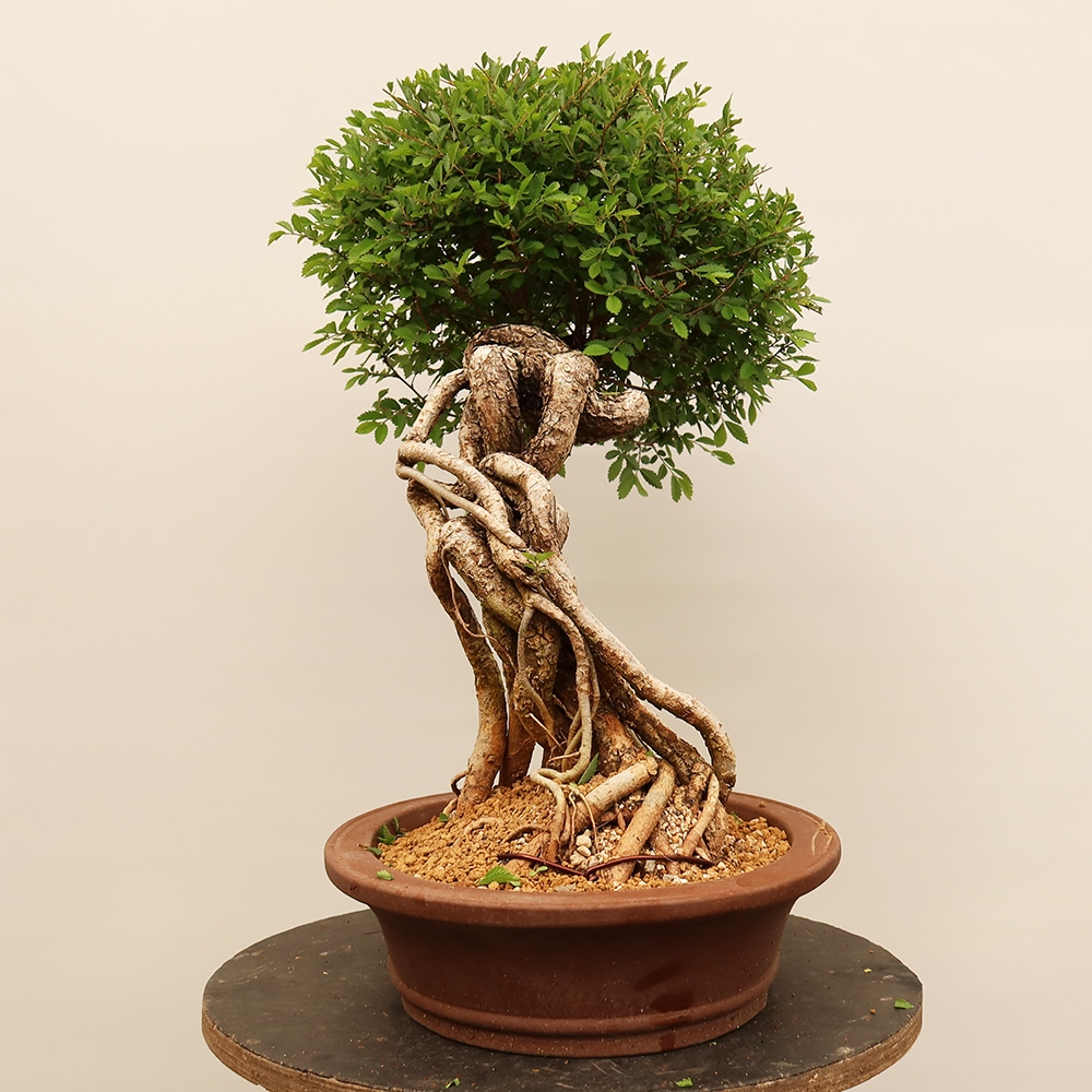 Bonsai voor buiten - Zelkova - Zelkova NIRE