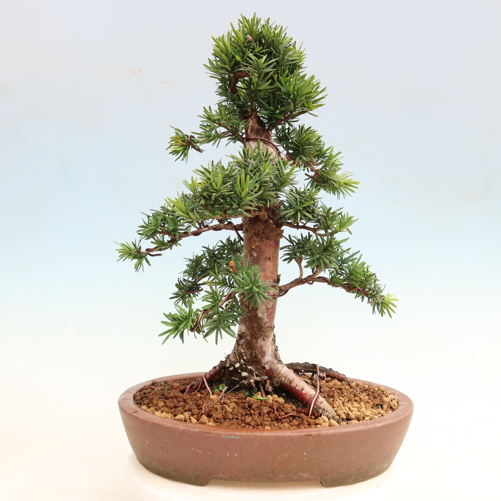 Bonsai voor buiten - Taxus cuspidata - Japanse Taxus