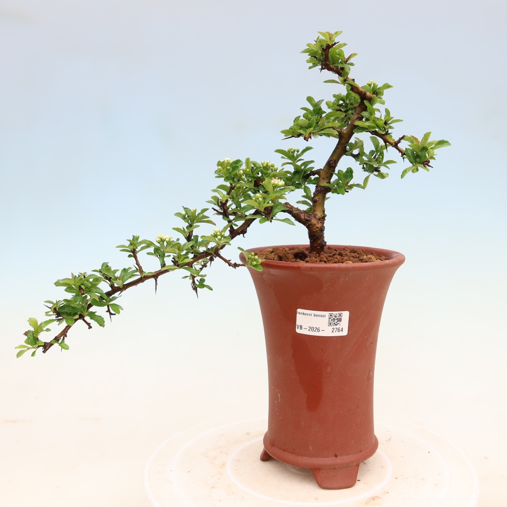 Buitenbonsai - Pyracantha teton - Vuurdoorn