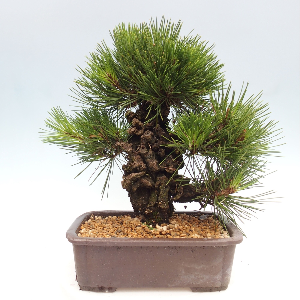 Bonsai voor buiten - Pinus thunbergii - Thunberg den