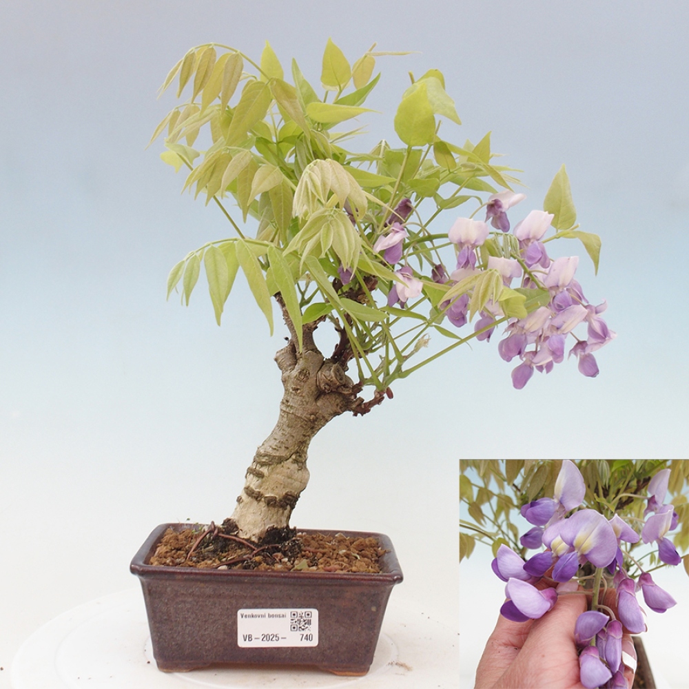 Bonsai voor buiten - Wisteria floribunda