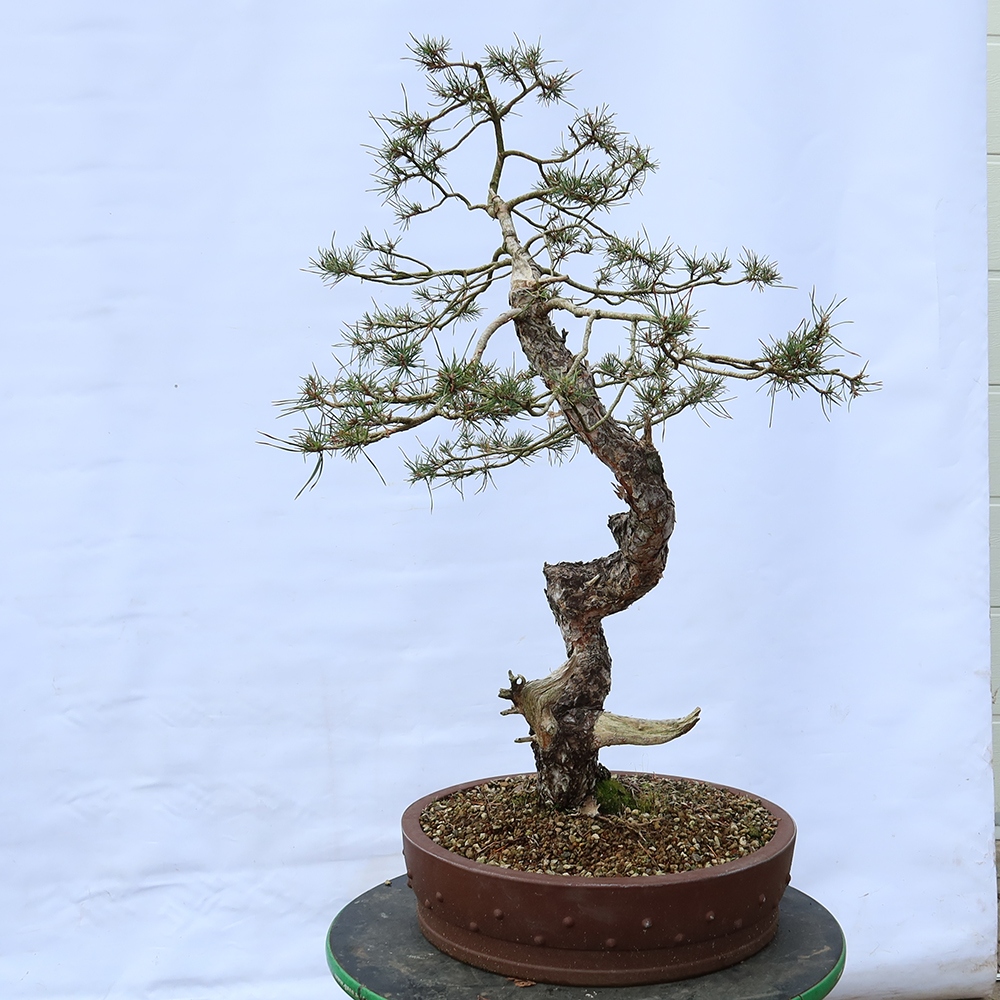 Pinus sylvestris Spanje - grove den