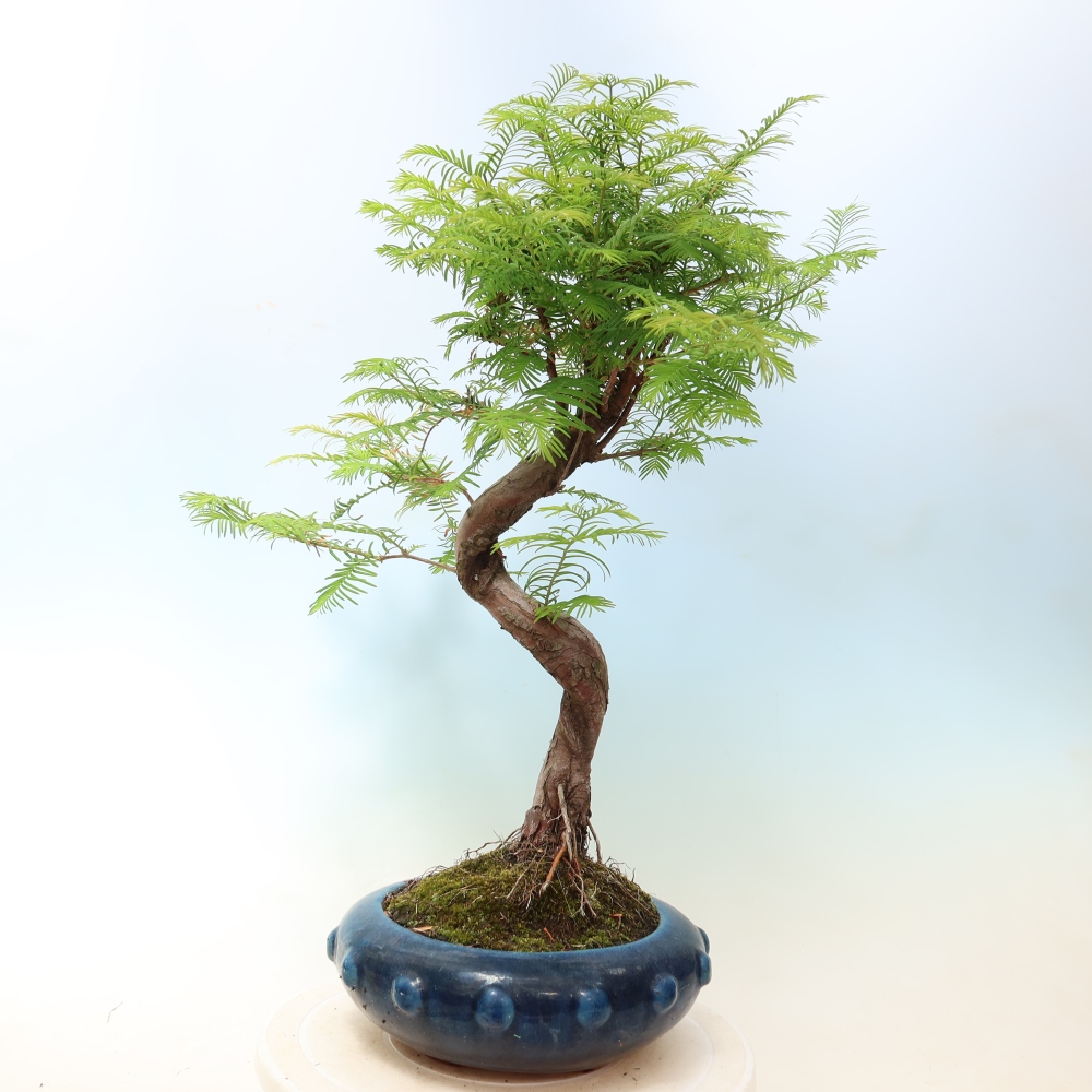 Bonsai voor buiten - Metasequoia glyptostroboides - Chinese Metasequoia