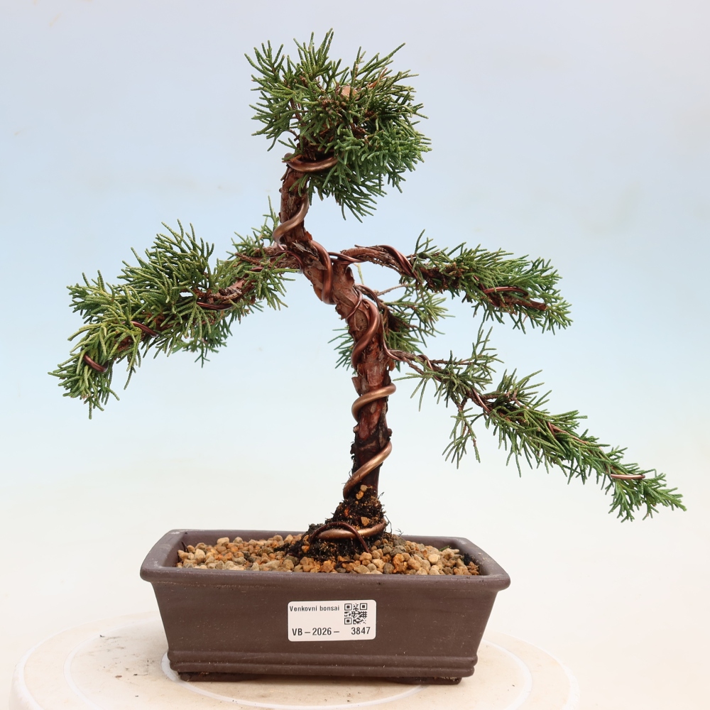 Bonsai voor buiten - Juniperus chinensis Kishu