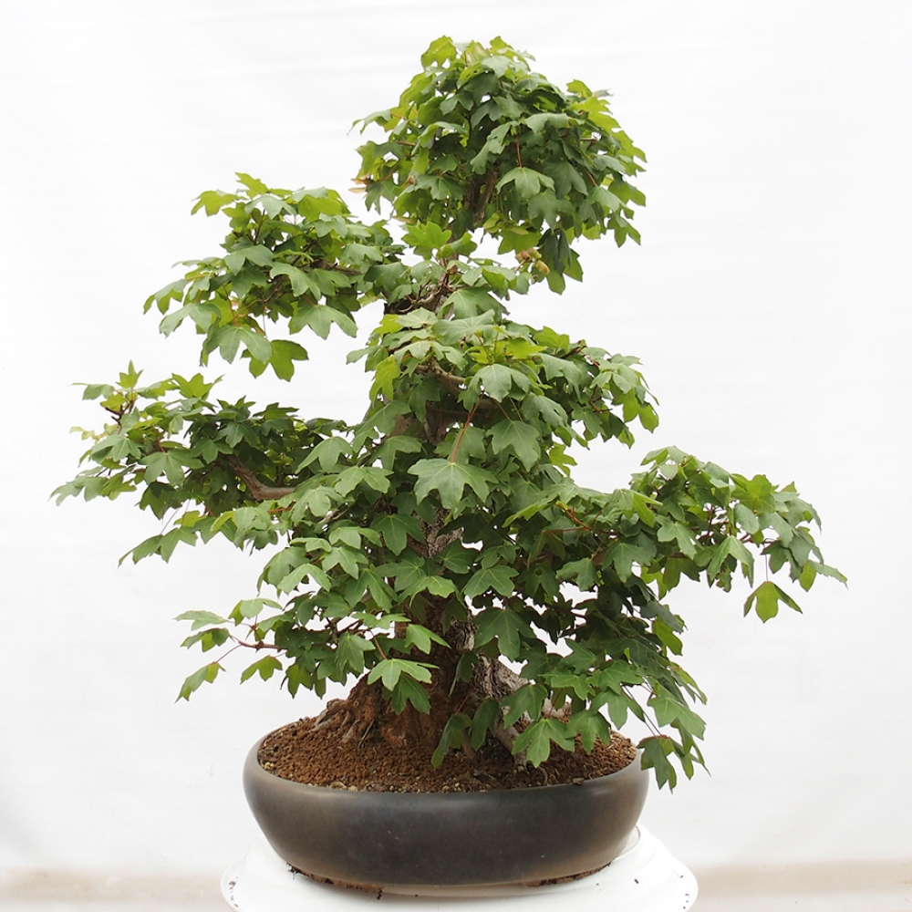 Bonsai voor buiten -Javor babyka - Acer campestre