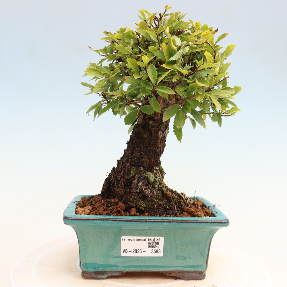 Bonsai voor buiten - Zelkova - Zelkova NIRE