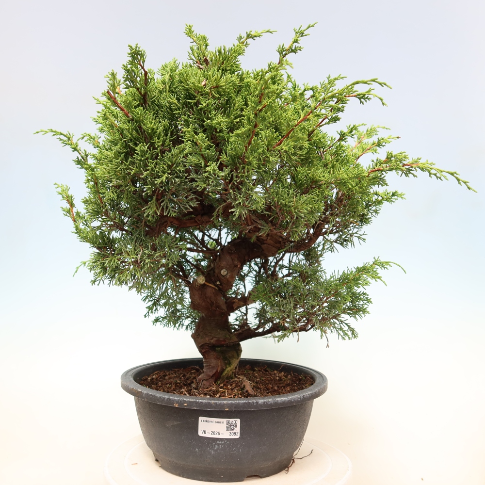Bonsai voor buiten - Juniperus chinensis Itoigawa-Juniperus chinensis