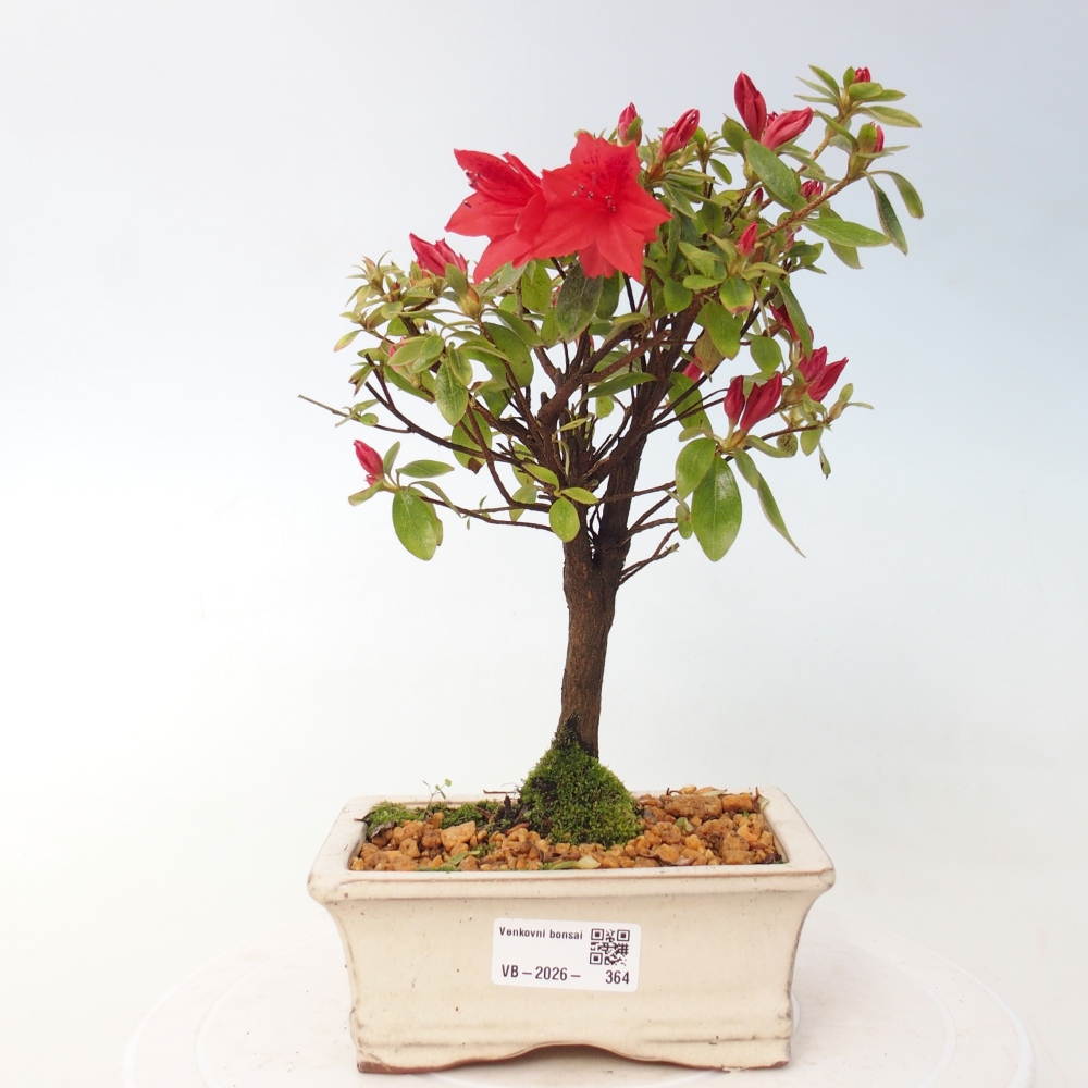 Bonsai voor buiten - Japanse azalea - Azalea sp.