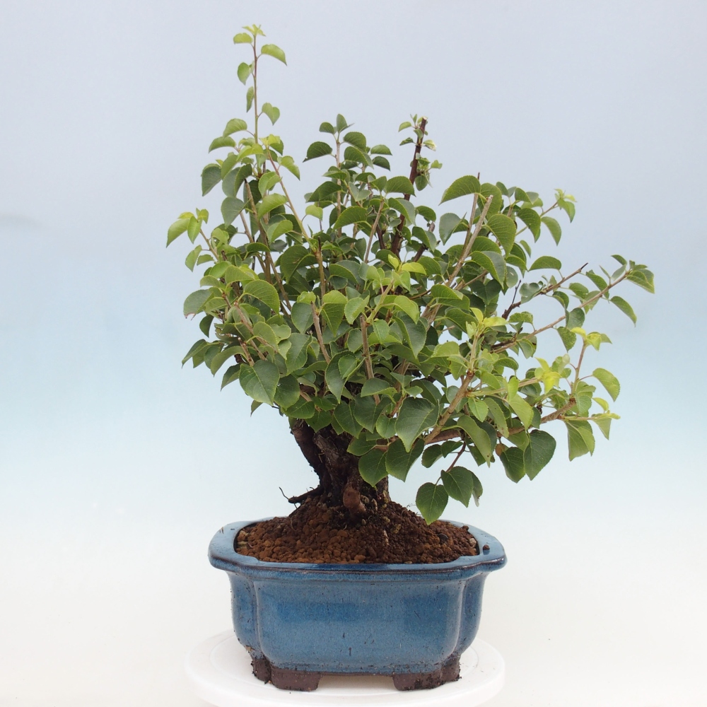 Bonsai voor buiten - Mahalebka - Prunus mahaleb