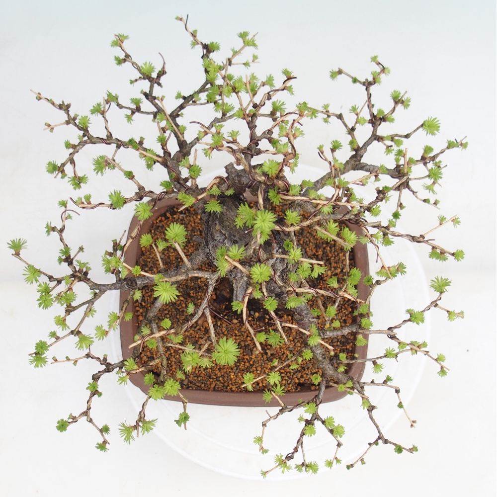 Bonsai voor buiten -Larix decidua - Lariks