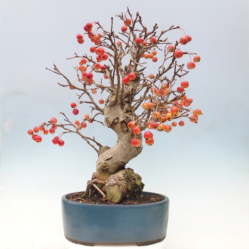 Bonsai voor buiten -Malus halliana - Appelboom met kleine vruchten