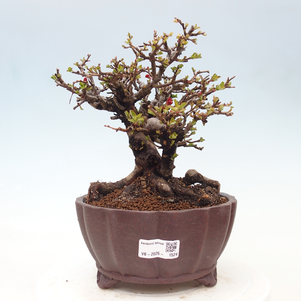 Bonsai voor buiten - Chaneomeles speciosa - Kweepeer