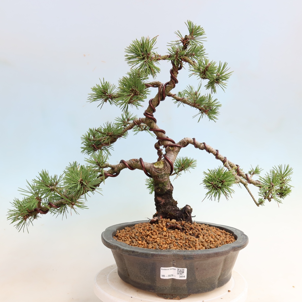 Bonsai voor buiten - Pinus mugo Humpy  - Bergden