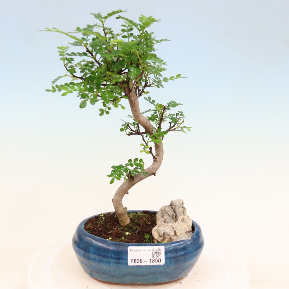 Kamerbonsai - Zantoxylum piperitum - peperboom