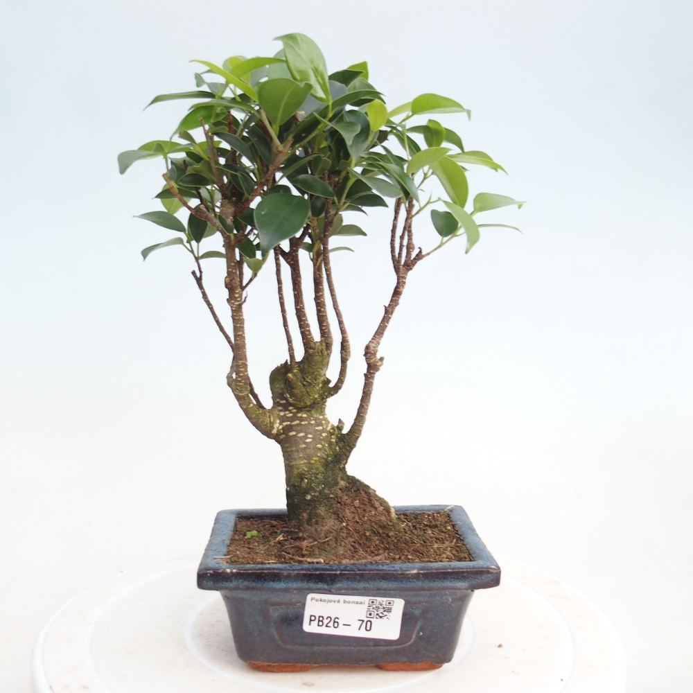 Kamer bonsai Ficus retusa kimmen