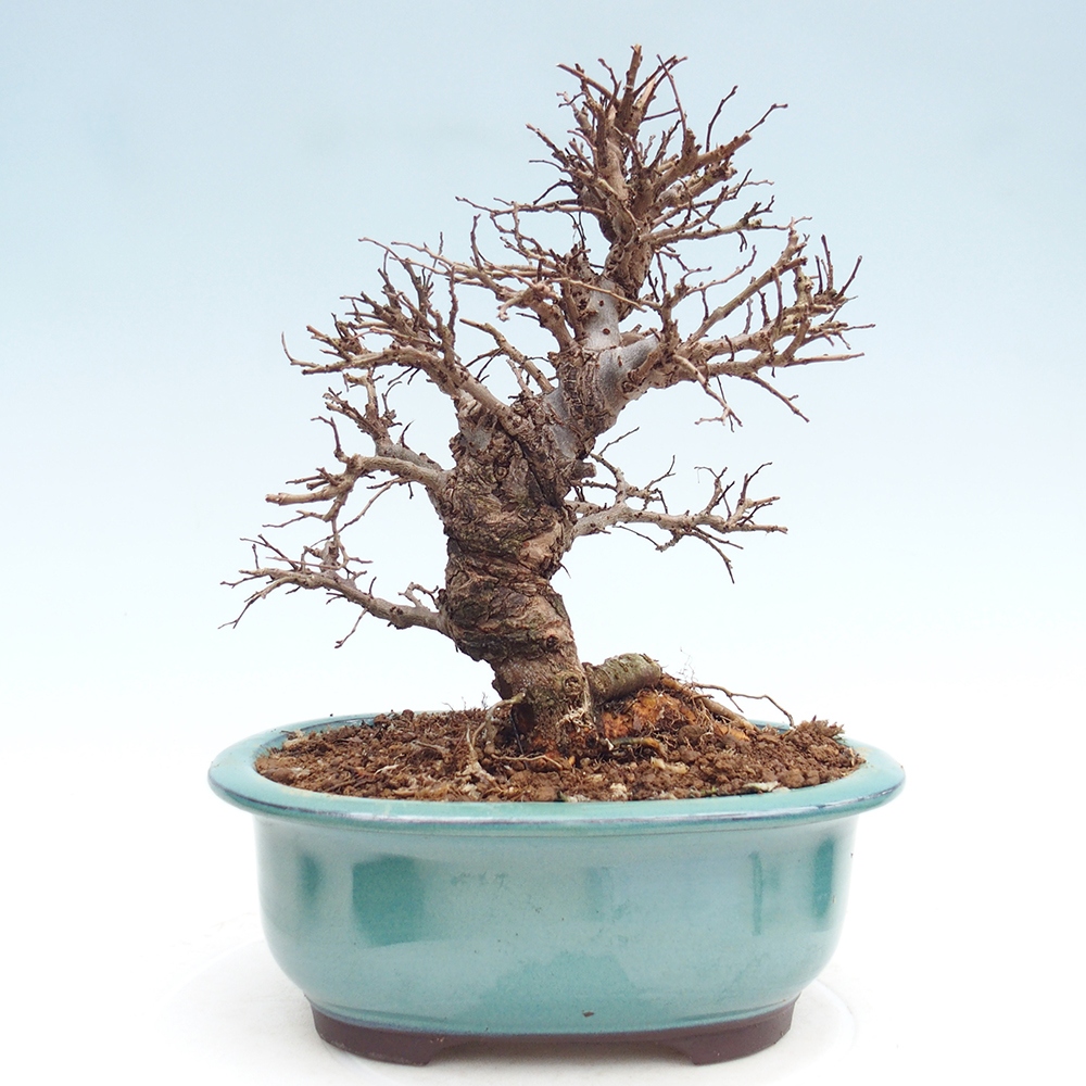 Bonsai voor buiten - Zelkova - Zelkova NIRE