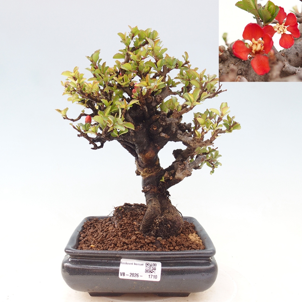 Bonsai voor buiten - Chaneomeles speciosa - Kweepeer