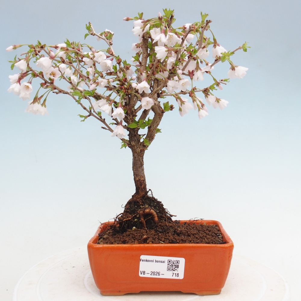 Bonsai voor buiten - Prunus incisa Kojou-no mai-Plivon uitgesneden