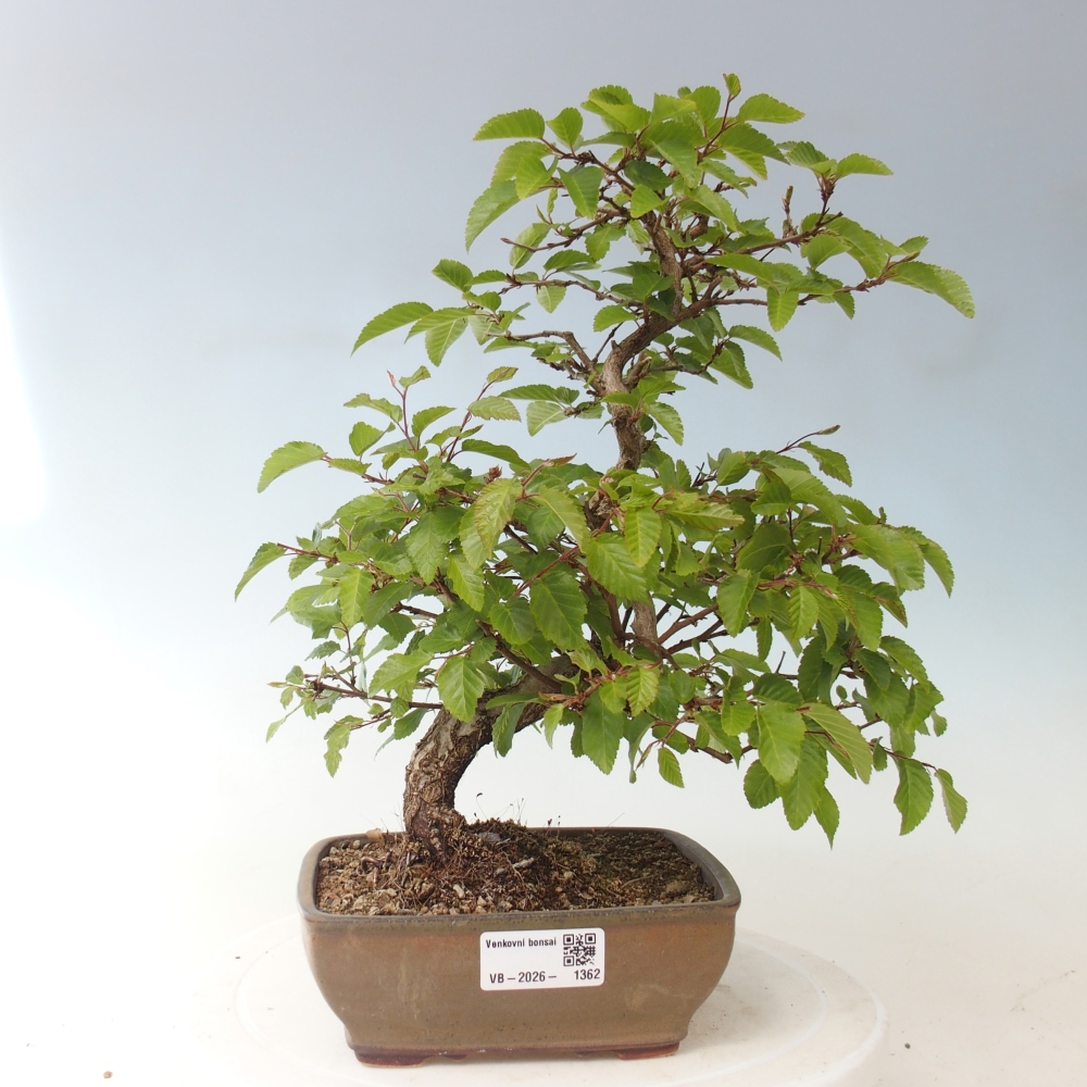 Bonsai voor buiten -Carpinus CARPINOIDES - Koreaanse haagbeuk
