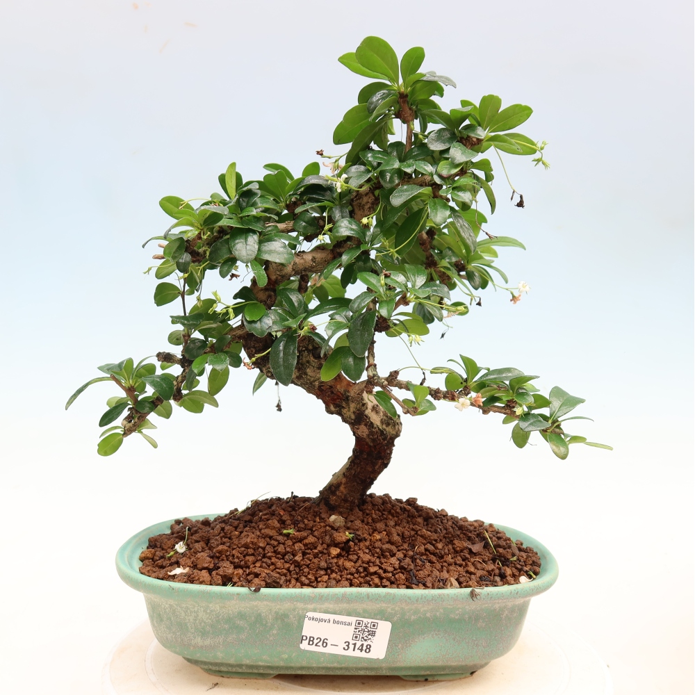 Kamerbonsai - Carmona macrophylla - Thee fuki