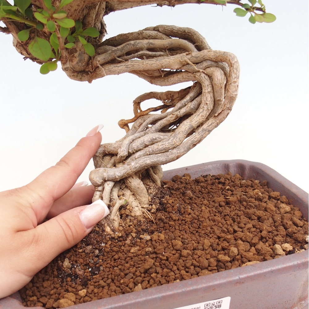 Bonsai voor buiten - Berberis coreana