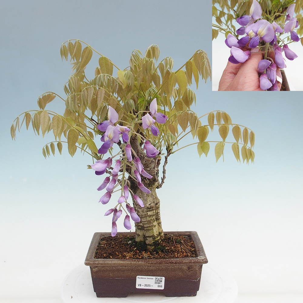 Bonsai voor buiten - Wisteria floribunda