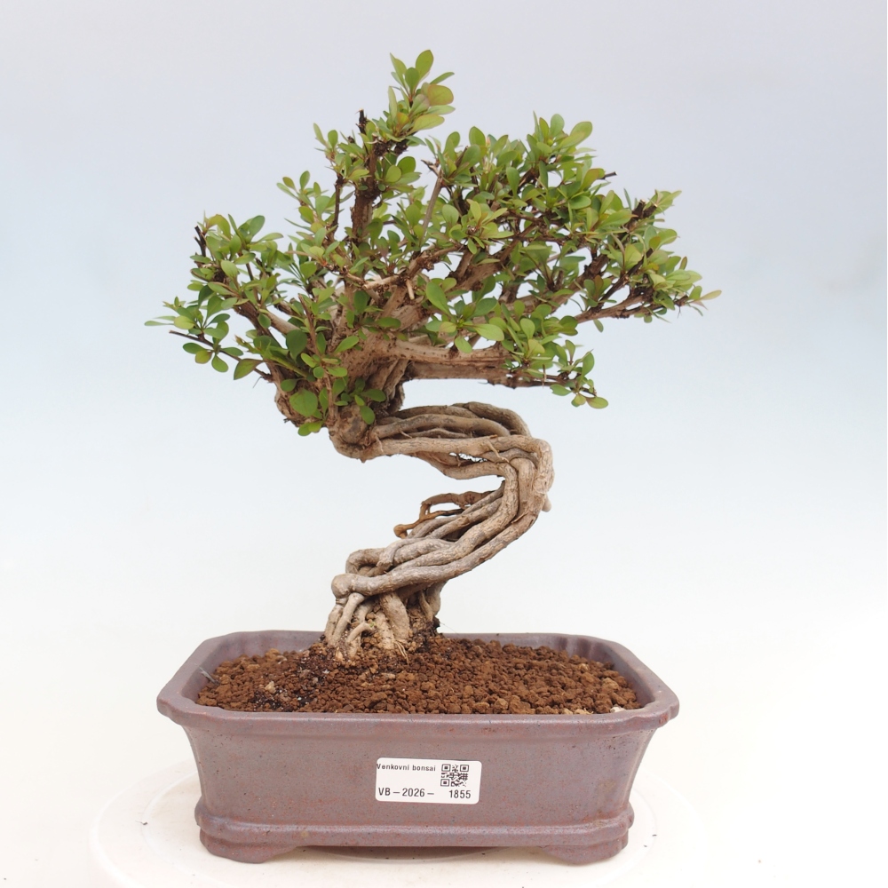 Bonsai voor buiten - Berberis coreana
