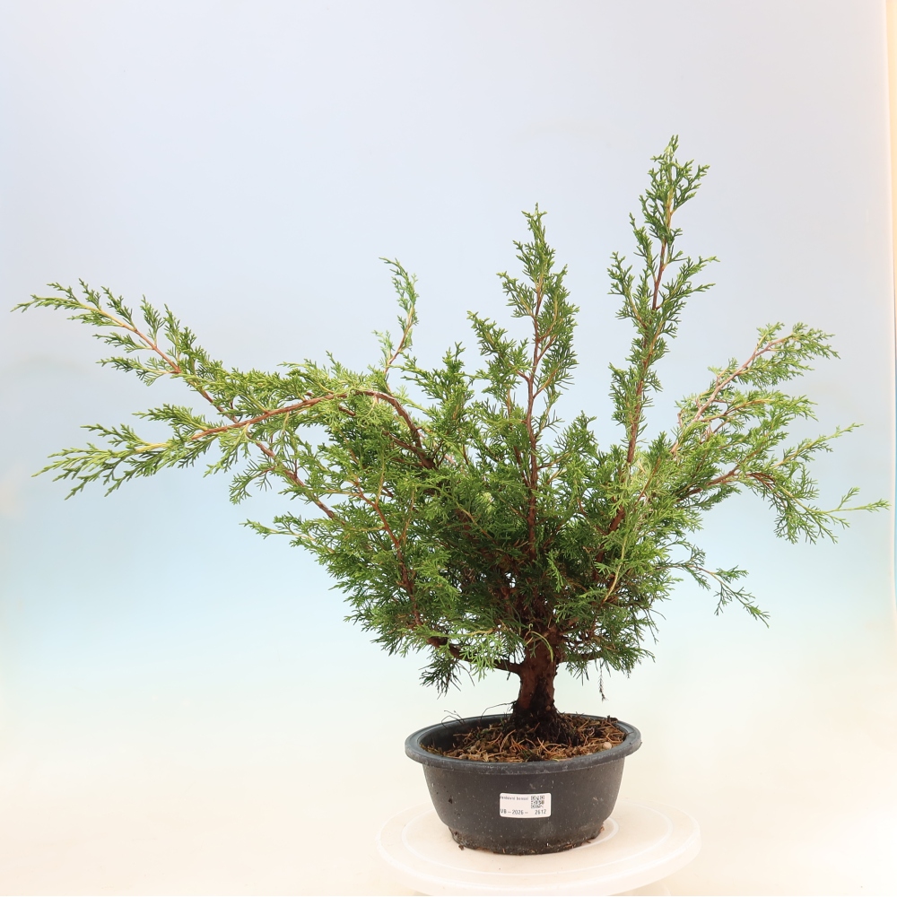 Bonsai voor buiten - Juniperus chinensis Itoigawa