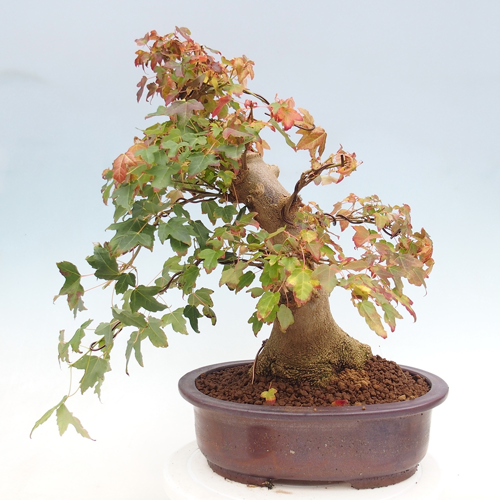 Bonsai voor buiten - Acer Buergerianum - Burgeresdoorn